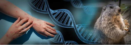 BIOBASE猴痘检测试剂盒（荧光PCR法）重磅来袭！